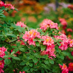 Preview wallpaper azalea, flowers, leaves, pink, spring