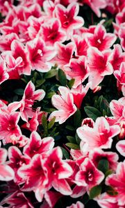 Preview wallpaper azalea, flowers, petals, plant, pink