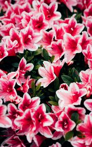 Preview wallpaper azalea, flowers, petals, plant, pink