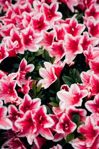 Preview wallpaper azalea, flowers, petals, plant, pink
