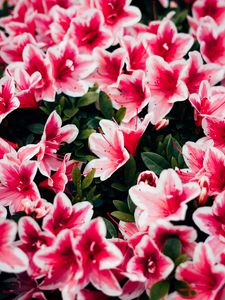 Preview wallpaper azalea, flowers, petals, plant, pink