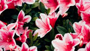 Preview wallpaper azalea, flowers, petals, plant, pink