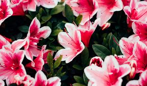 Preview wallpaper azalea, flowers, petals, plant, pink