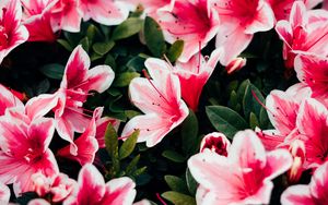 Preview wallpaper azalea, flowers, petals, plant, pink
