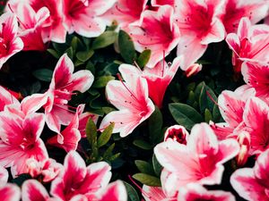 Preview wallpaper azalea, flowers, petals, plant, pink