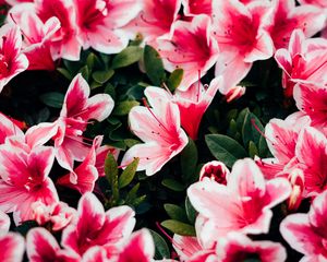 Preview wallpaper azalea, flowers, petals, plant, pink