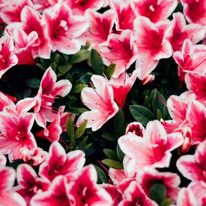 Preview wallpaper azalea, flowers, petals, plant, pink