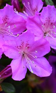 Preview wallpaper azalea, flowers, purple, petals