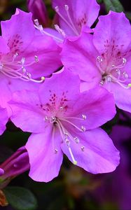 Preview wallpaper azalea, flowers, purple, petals