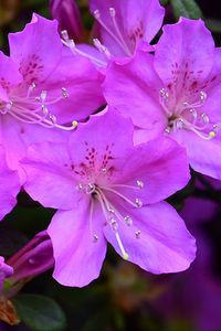 Preview wallpaper azalea, flowers, purple, petals