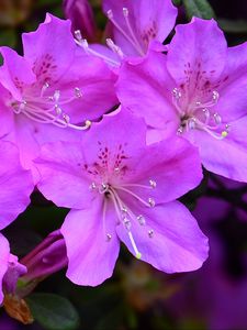 Preview wallpaper azalea, flowers, purple, petals