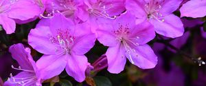 Preview wallpaper azalea, flowers, purple, petals