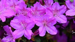 Preview wallpaper azalea, flowers, purple, petals