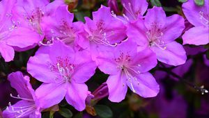 Preview wallpaper azalea, flowers, purple, petals