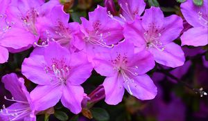 Preview wallpaper azalea, flowers, purple, petals