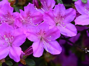 Preview wallpaper azalea, flowers, purple, petals