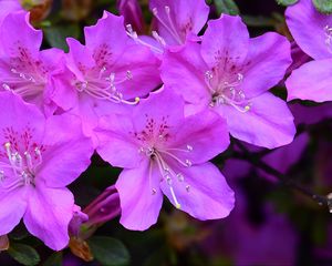 Preview wallpaper azalea, flowers, purple, petals