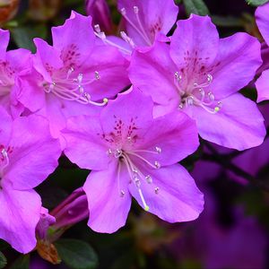 Preview wallpaper azalea, flowers, purple, petals