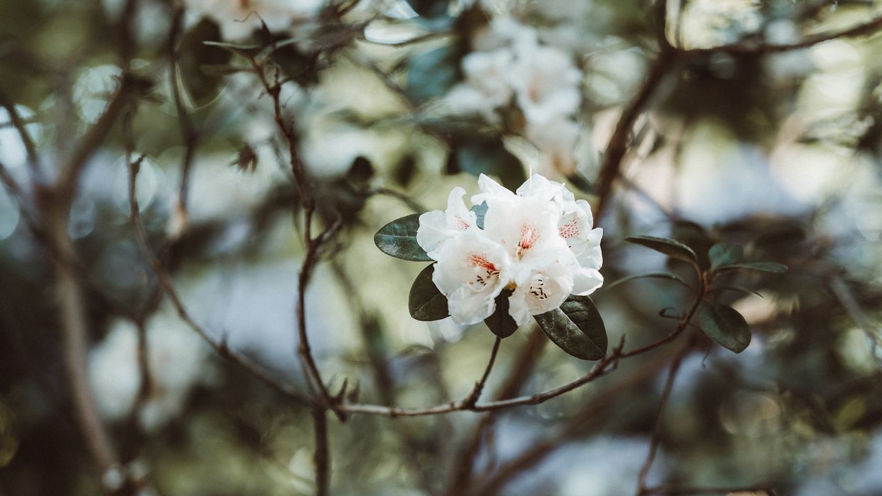 Wallpaper azalea, flowers, white, bush, plant hd, picture, image