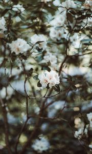 Preview wallpaper azalea, flowers, white, bush, plant