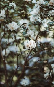 Preview wallpaper azalea, flowers, white, bush, plant