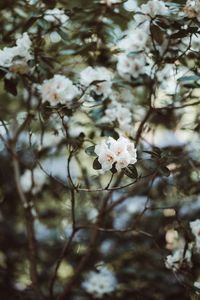 Preview wallpaper azalea, flowers, white, bush, plant