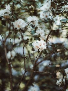 Preview wallpaper azalea, flowers, white, bush, plant
