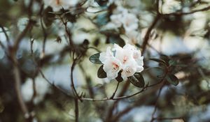 Preview wallpaper azalea, flowers, white, bush, plant