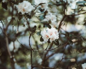 Preview wallpaper azalea, flowers, white, bush, plant