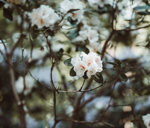 Preview wallpaper azalea, flowers, white, bush, plant