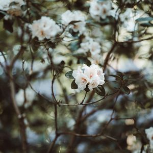 Preview wallpaper azalea, flowers, white, bush, plant