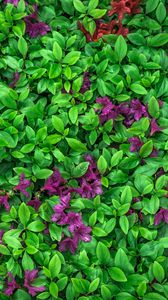 Preview wallpaper azalea, leaves, flowers, plant