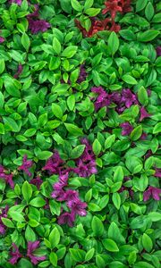 Preview wallpaper azalea, leaves, flowers, plant