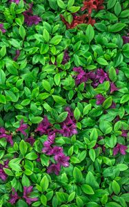 Preview wallpaper azalea, leaves, flowers, plant