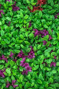 Preview wallpaper azalea, leaves, flowers, plant