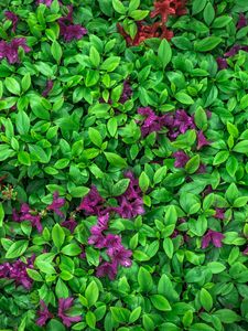 Preview wallpaper azalea, leaves, flowers, plant