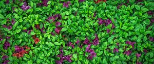Preview wallpaper azalea, leaves, flowers, plant