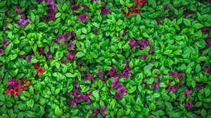Preview wallpaper azalea, leaves, flowers, plant