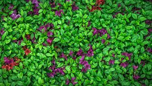 Preview wallpaper azalea, leaves, flowers, plant