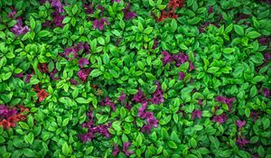 Preview wallpaper azalea, leaves, flowers, plant