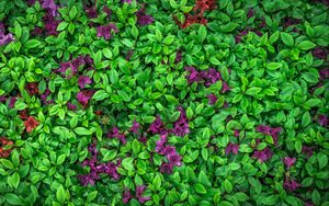 Preview wallpaper azalea, leaves, flowers, plant