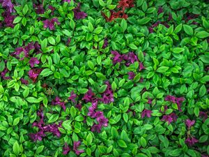 Preview wallpaper azalea, leaves, flowers, plant