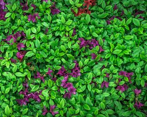 Preview wallpaper azalea, leaves, flowers, plant