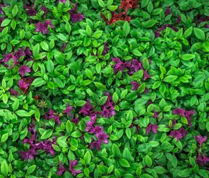 Preview wallpaper azalea, leaves, flowers, plant