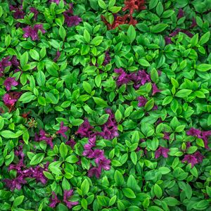 Preview wallpaper azalea, leaves, flowers, plant