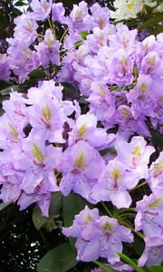 Preview wallpaper azalea, lilac, flowering, shrub