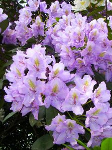 Preview wallpaper azalea, lilac, flowering, shrub