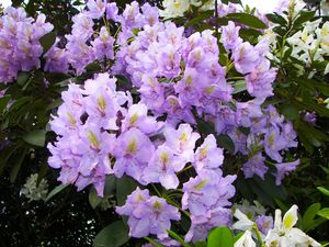 Preview wallpaper azalea, lilac, flowering, shrub