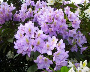 Preview wallpaper azalea, lilac, flowering, shrub