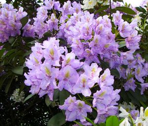 Preview wallpaper azalea, lilac, flowering, shrub